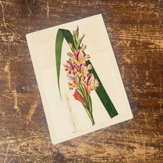 Red beard orchid Flowers Metal Wall Sign