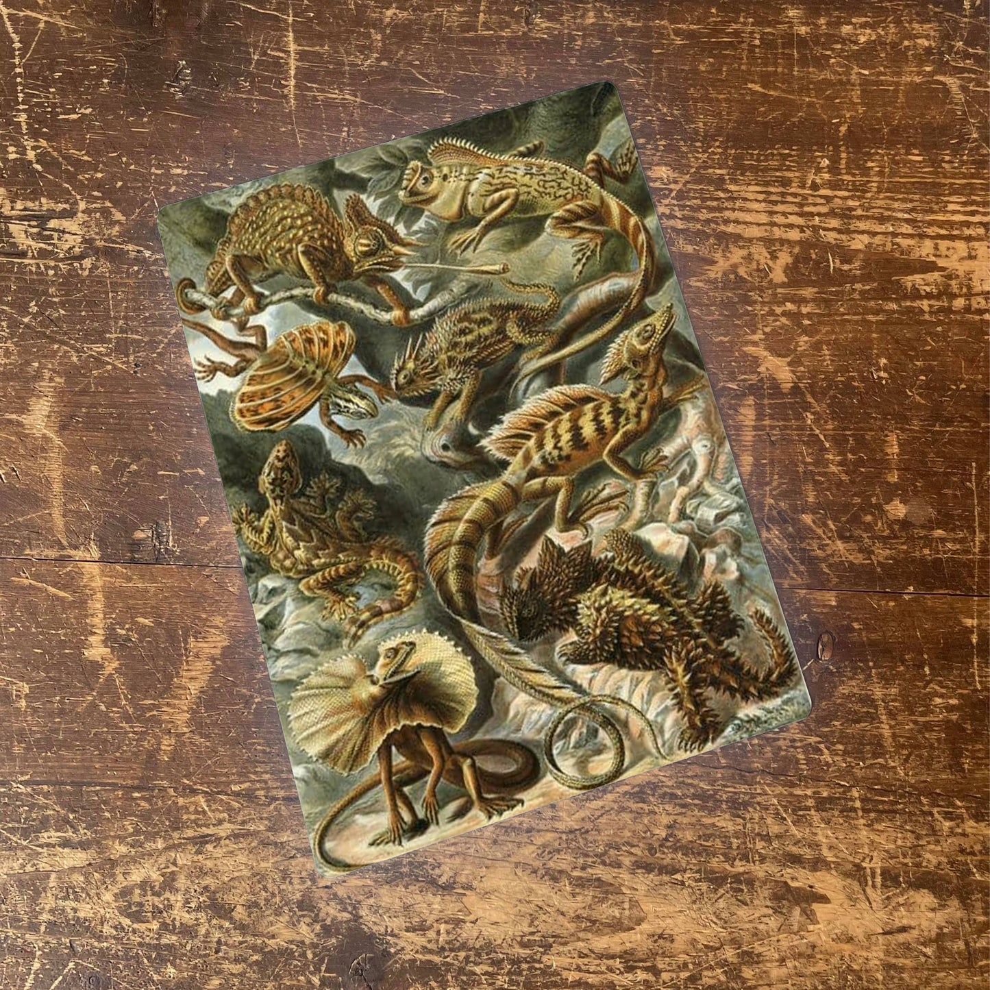 Ernst Haeckel Lizard | Metal Wall Sign