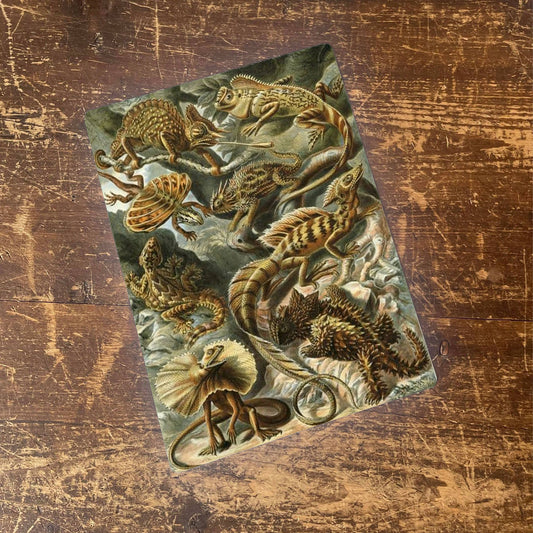 Ernst Haeckel Lizard | Metal Wall Sign