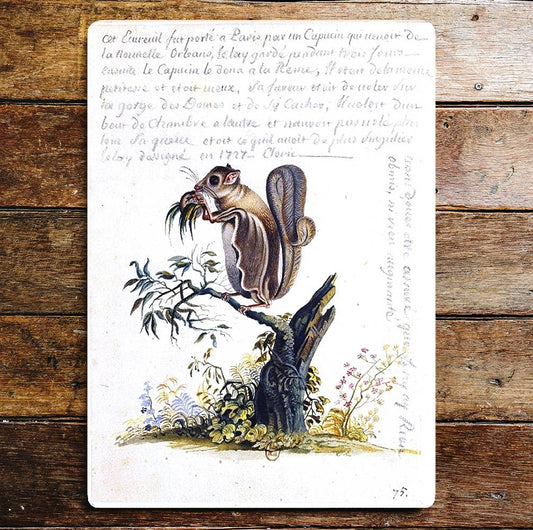 Squirrel Eating Standing On Branch Metal Sign Plaque
