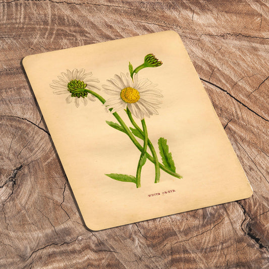 Vintage Botanical white oxeye | Metal Art Wall Sign