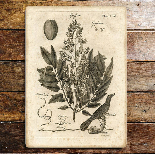 Botanical Prints Fern | Metal Wall Sign Plaque