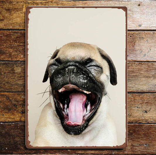Yawning Laughing Pug Dog Portrait | Metal Sign Plaque