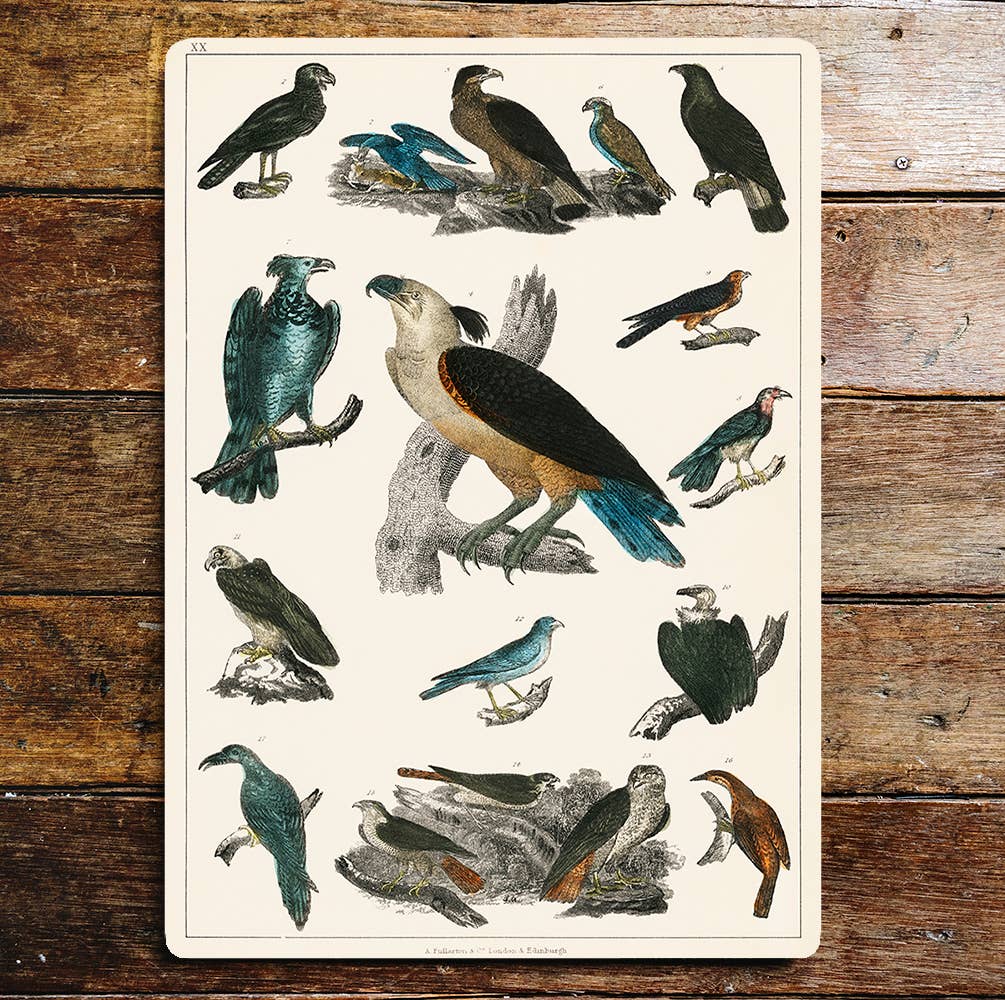 Bird of prey nature wildlife art | Metal Wall Sign
