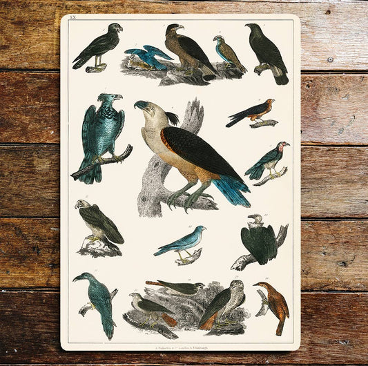 Bird of prey nature wildlife art | Metal Wall Sign