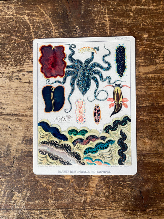 William SavilleKent Great Barrier Reef | Metal Wall Sign