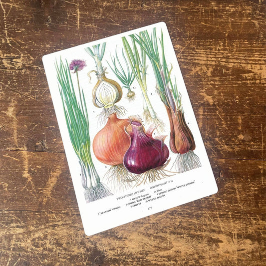 Vintage Botanical Print Antique ONION CHIVES | Metal Sign