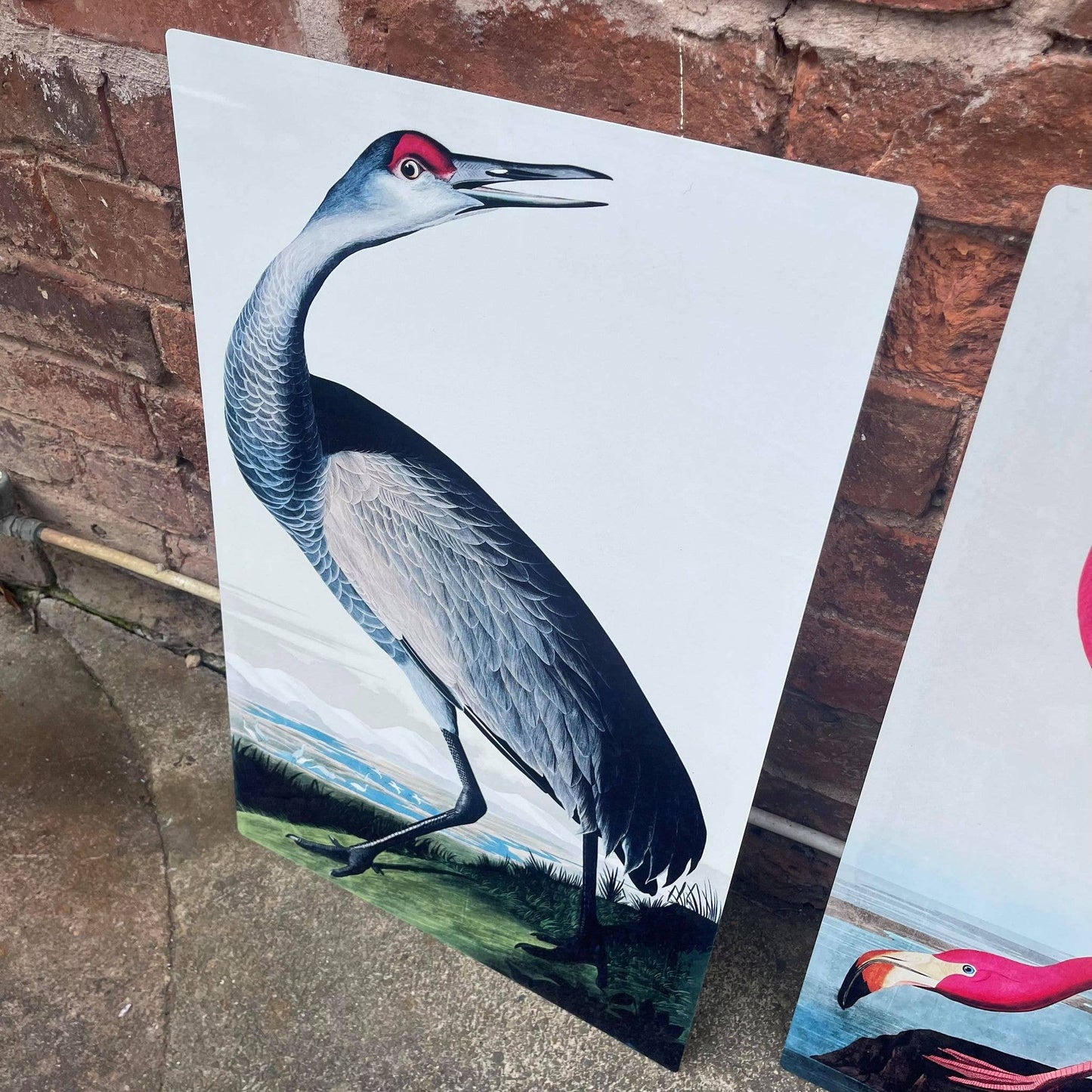 Hooping Crane botanical | Metal Sign