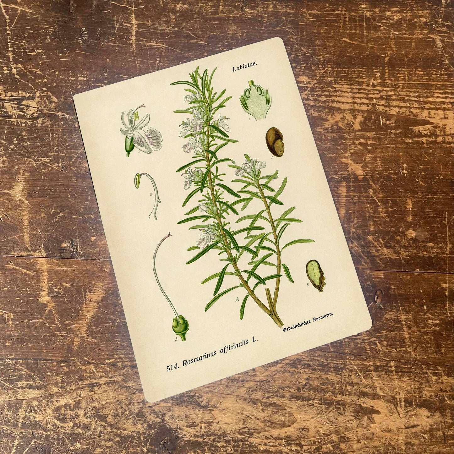 Rosemary Herb flowers Botanical Metal sign