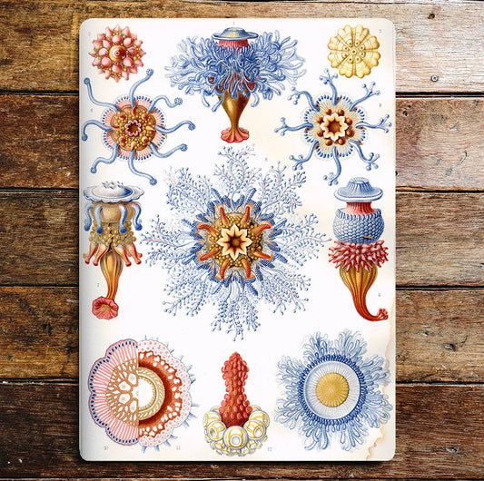 Sea Life Creatures Colourful Corals Metal Sign Plaque