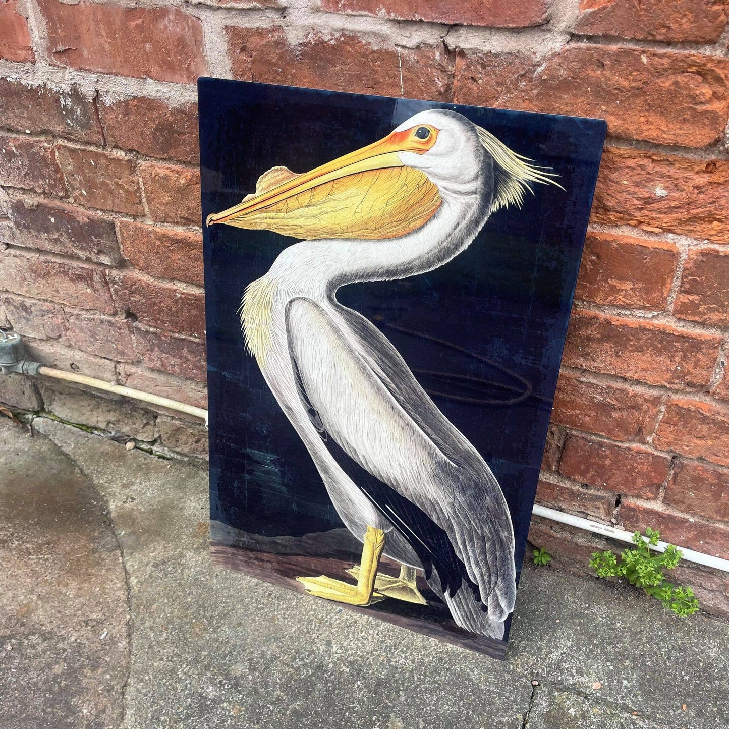 Pelican bird botanical illustration Metal Sign