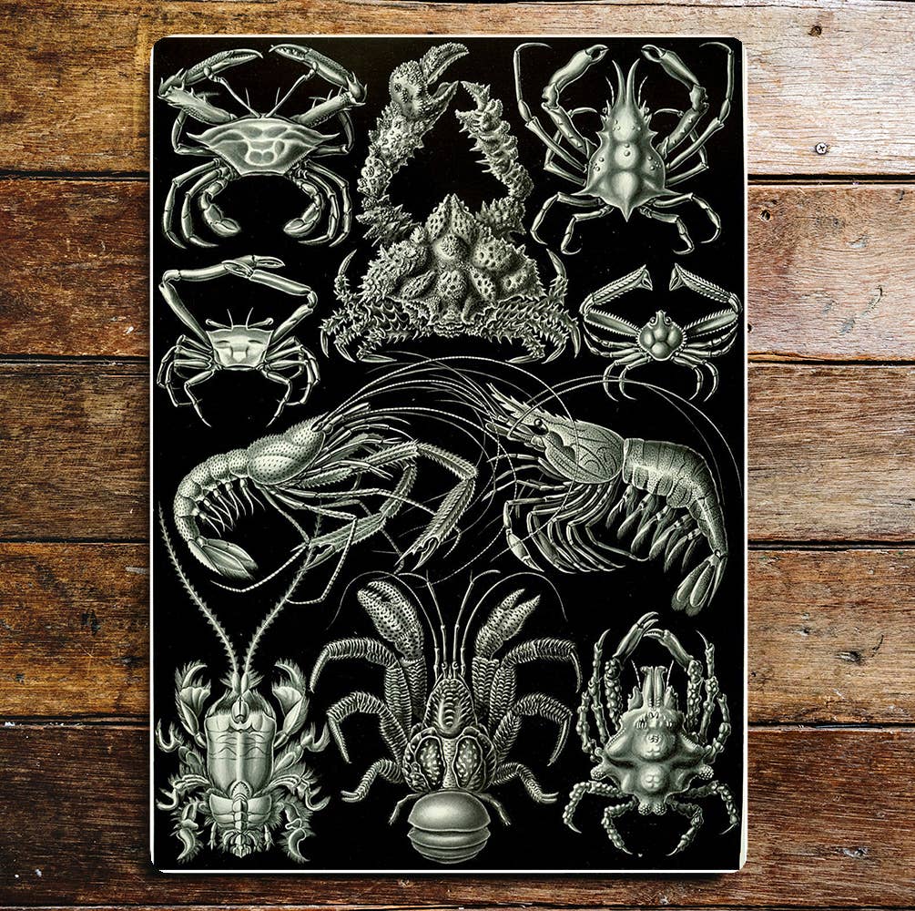 Black & white crustacean prawn crab art | Metal Wall Sign