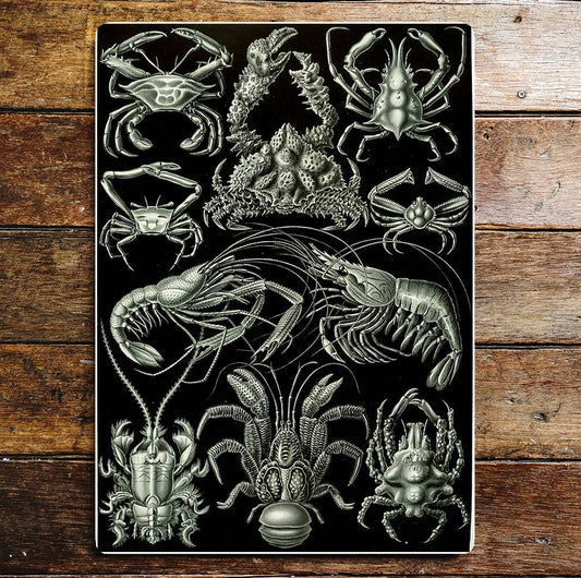 Black & white crustacean prawn crab art | Metal Wall Sign