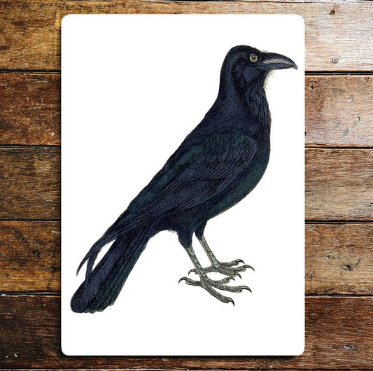 Raven bird nature wildlife art Metal Sign Plaque