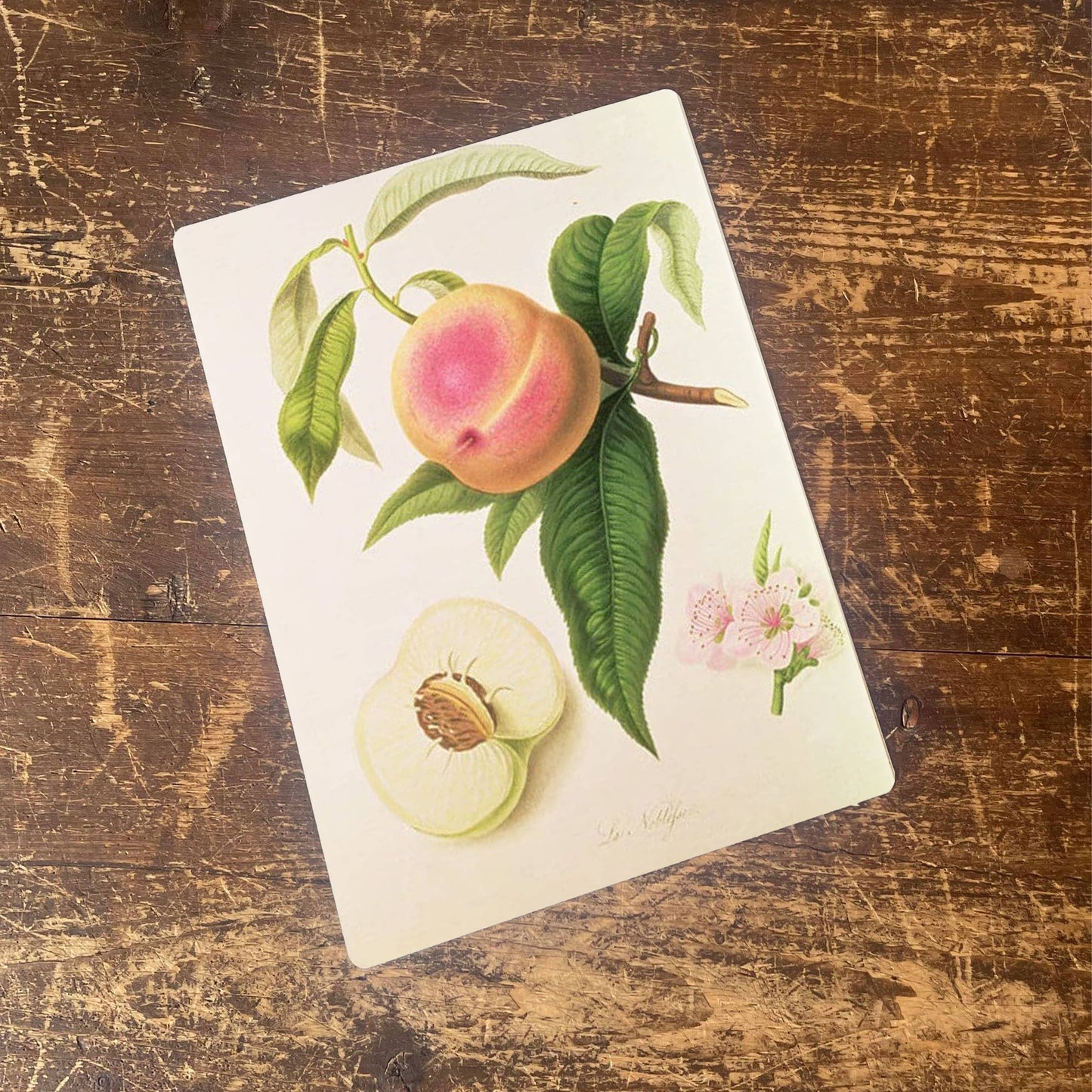 Fruit Noblesse Peach Botanical Flower | Metal Sign
