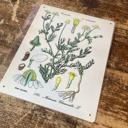 Chamomile Herb flowers Botanical | Metal sign