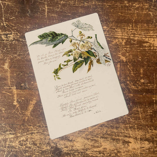 Evergreen rose botanical illustration | Metal Wall Sign