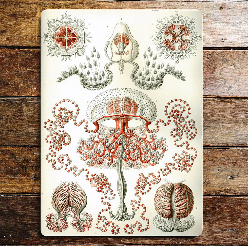 Sea Life Creatures Coral Metal Sign Plaque