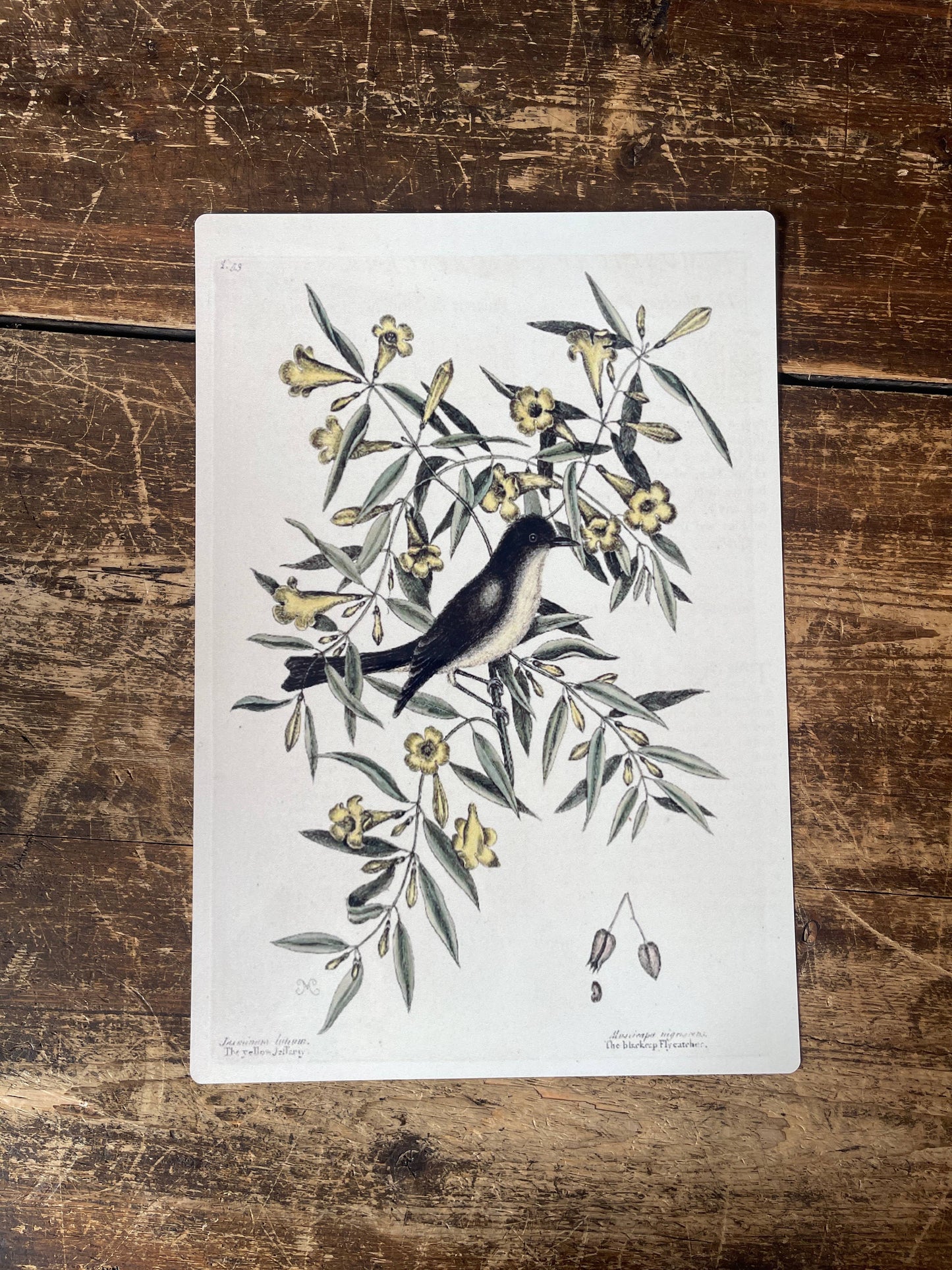Bird Branch Botanical | Metal Botanical Wall Sign