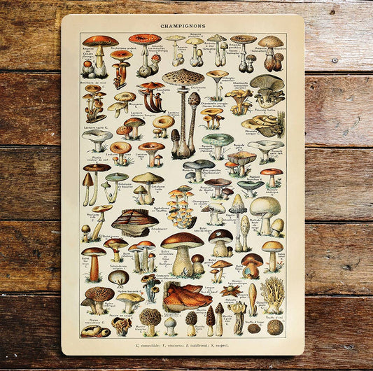 Champignons Mushrooms Fact Sheet | Metal Sign Plaque