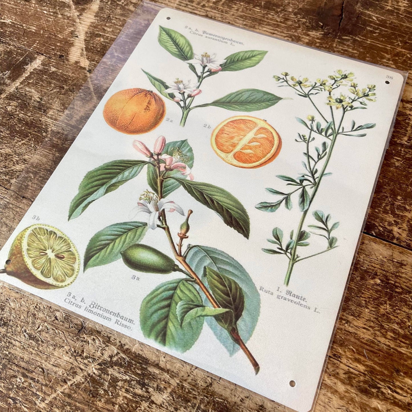 Fruit Orange and Lemon Botanical Flower | Metal Sign
