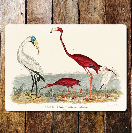 Wood Ibis, Scarlett Birds and Flamingo | Metal Sign Plaque