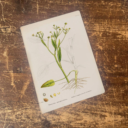 Celery leaved Water Plant | Metal Wall Sign