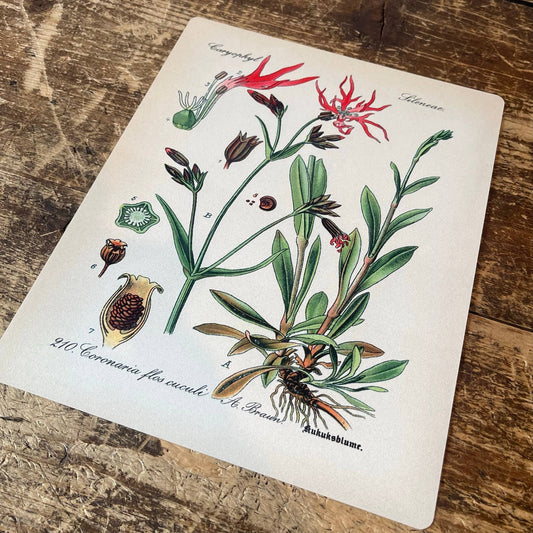 Ragged Robin Herb flowers Botanical Metal sign