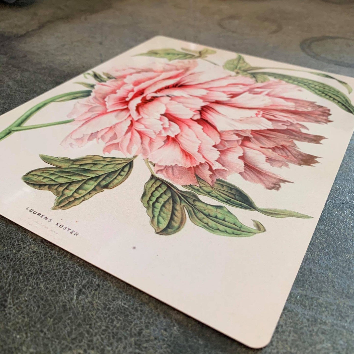 Peony illustration botanical illustration Metal Wall Sign