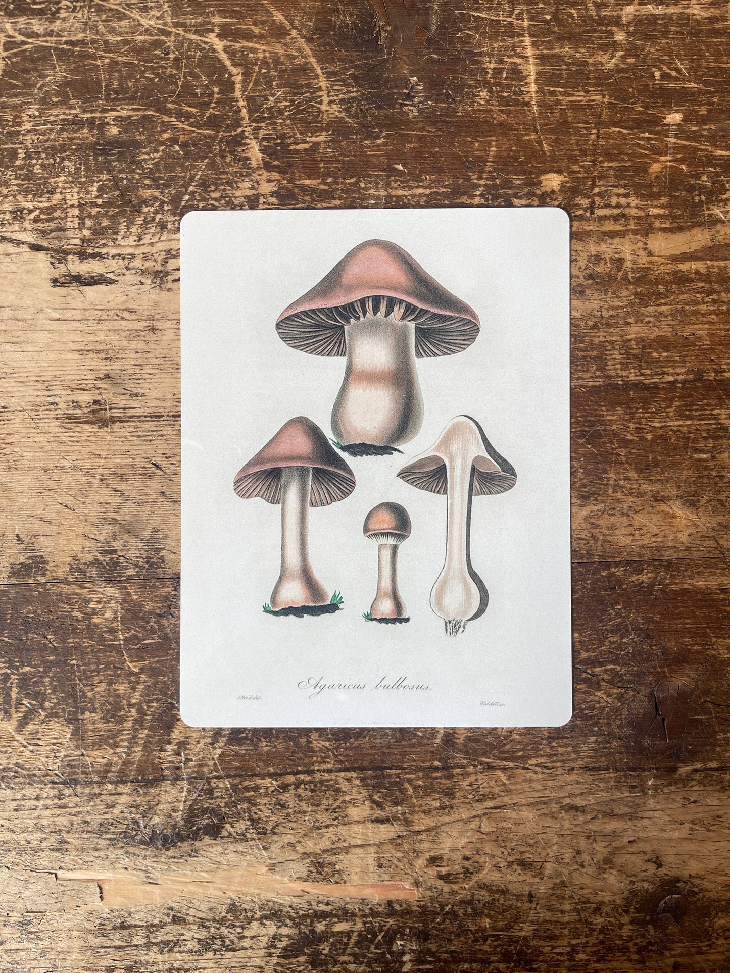 Brown death cap mushroom | Metal Wall Sign Plaque