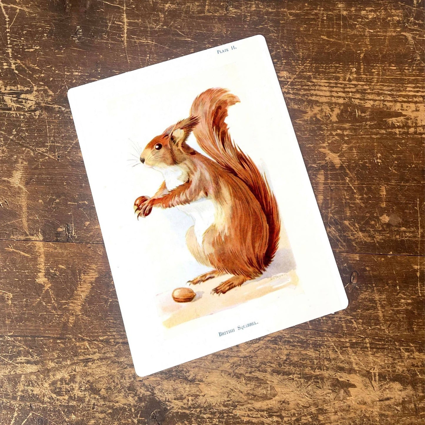 Squirrel Woodland Creature Metal Animal Wall Sign