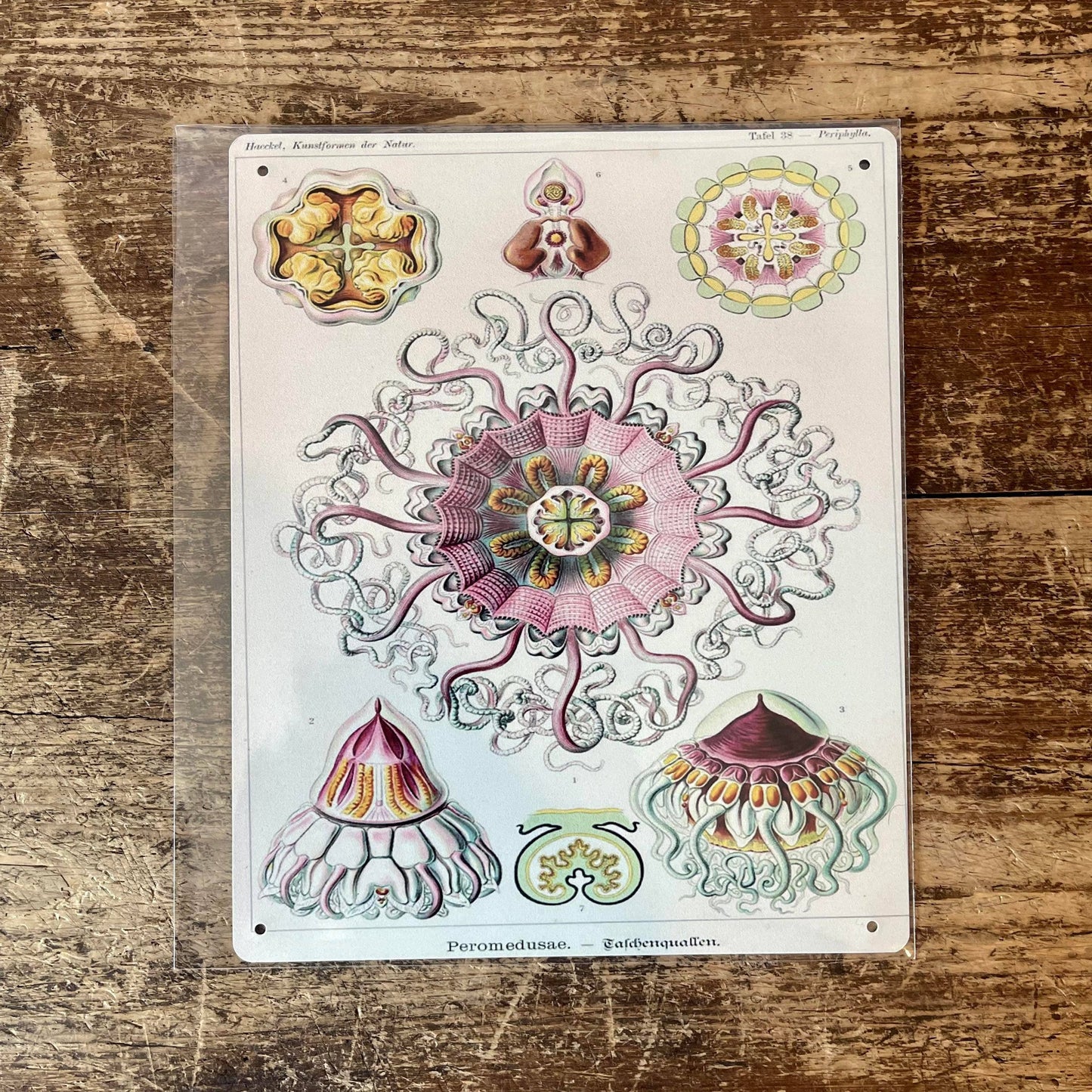 Ernst Haeckel Octopus | Metal Wall Sign