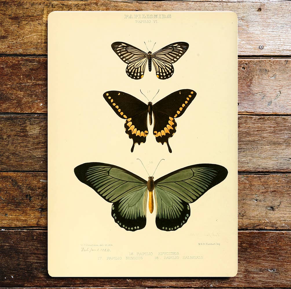 Three Butterflies Green Black Metal Sign Plaque