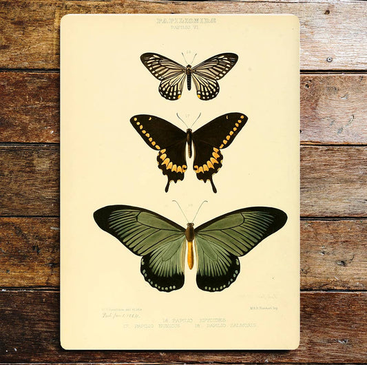 Three Butterflies Green Black Metal Sign Plaque
