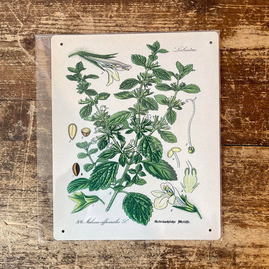 Lemon Balm Herb flowers Botanical | Metal sign