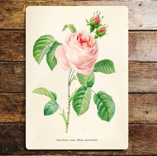 Pink Rose Stem Buds Flowers Metal Wall Sign Plaque