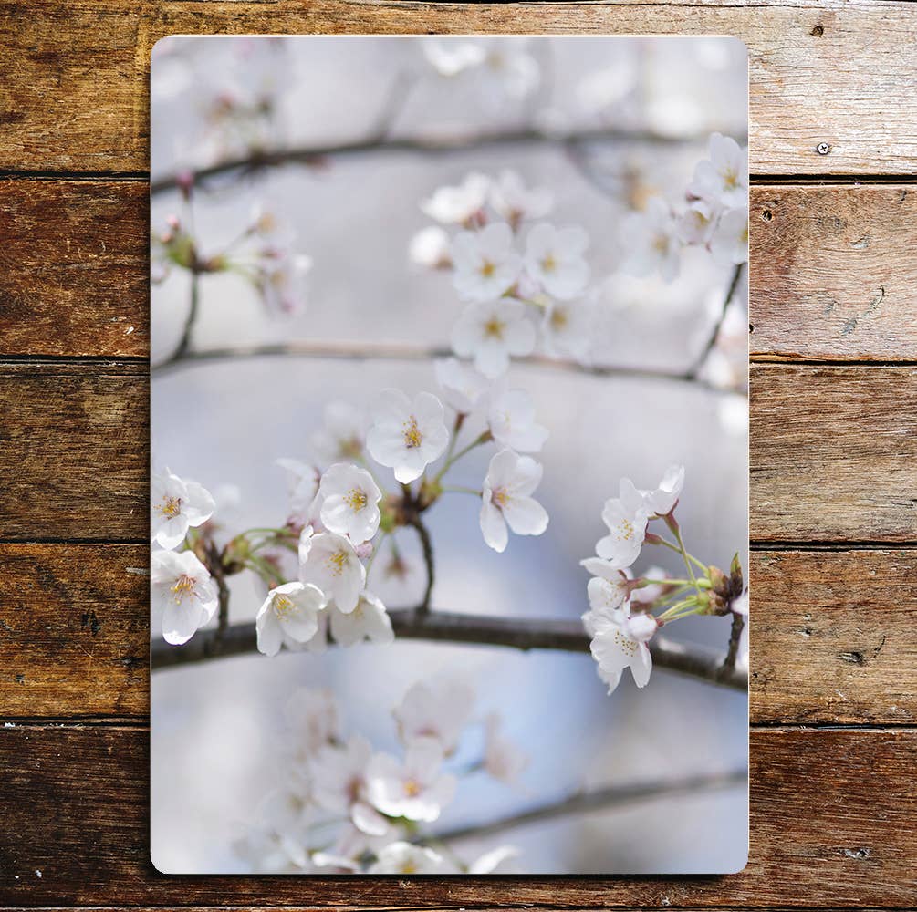 White Blossom spring nature  art | Metal Sign Plaque