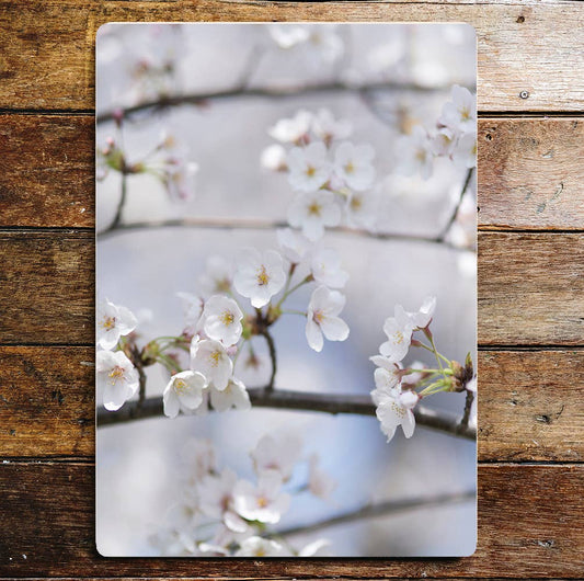 White Blossom spring nature  art | Metal Sign Plaque