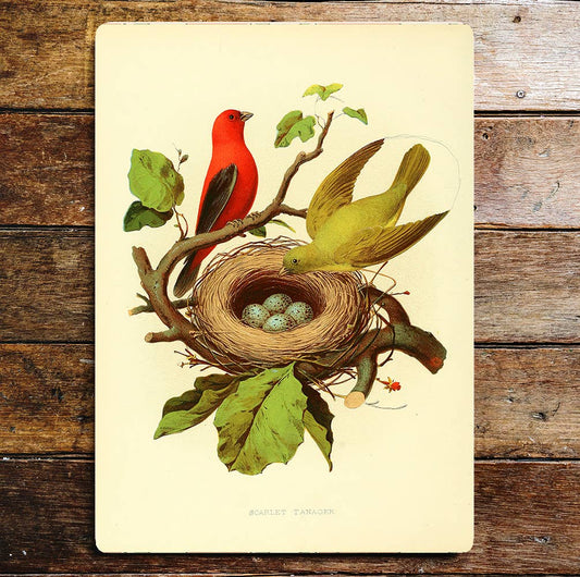 Birds Nest Eggs Branch | Metal Sign Plaque