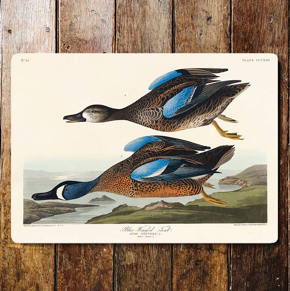 Blue Winged Ducks Flying Countryside | Metal Sign Plaque
