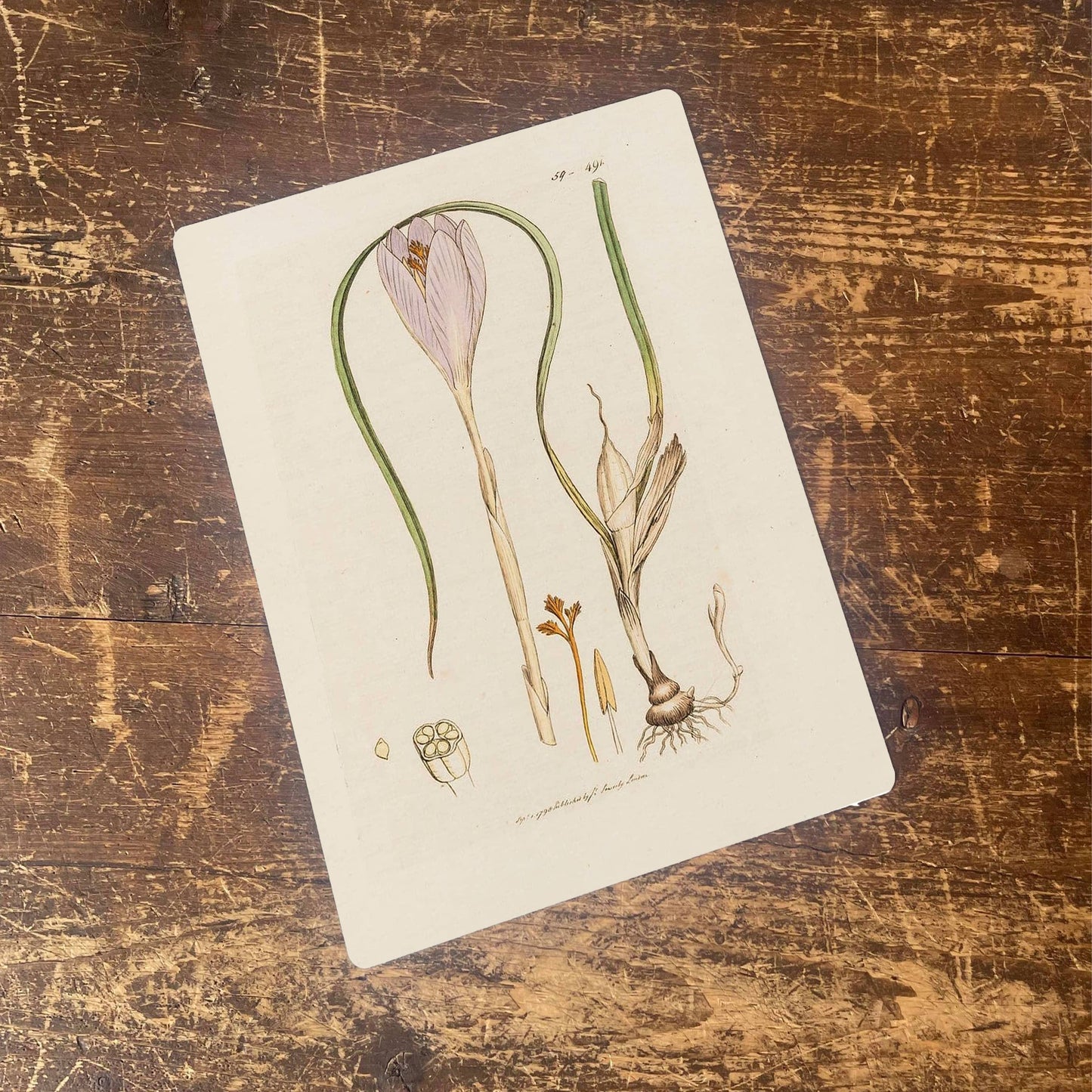 Crocuses Bulb Plant | Metal Wall Sign