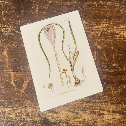 Crocuses Bulb Plant | Metal Wall Sign