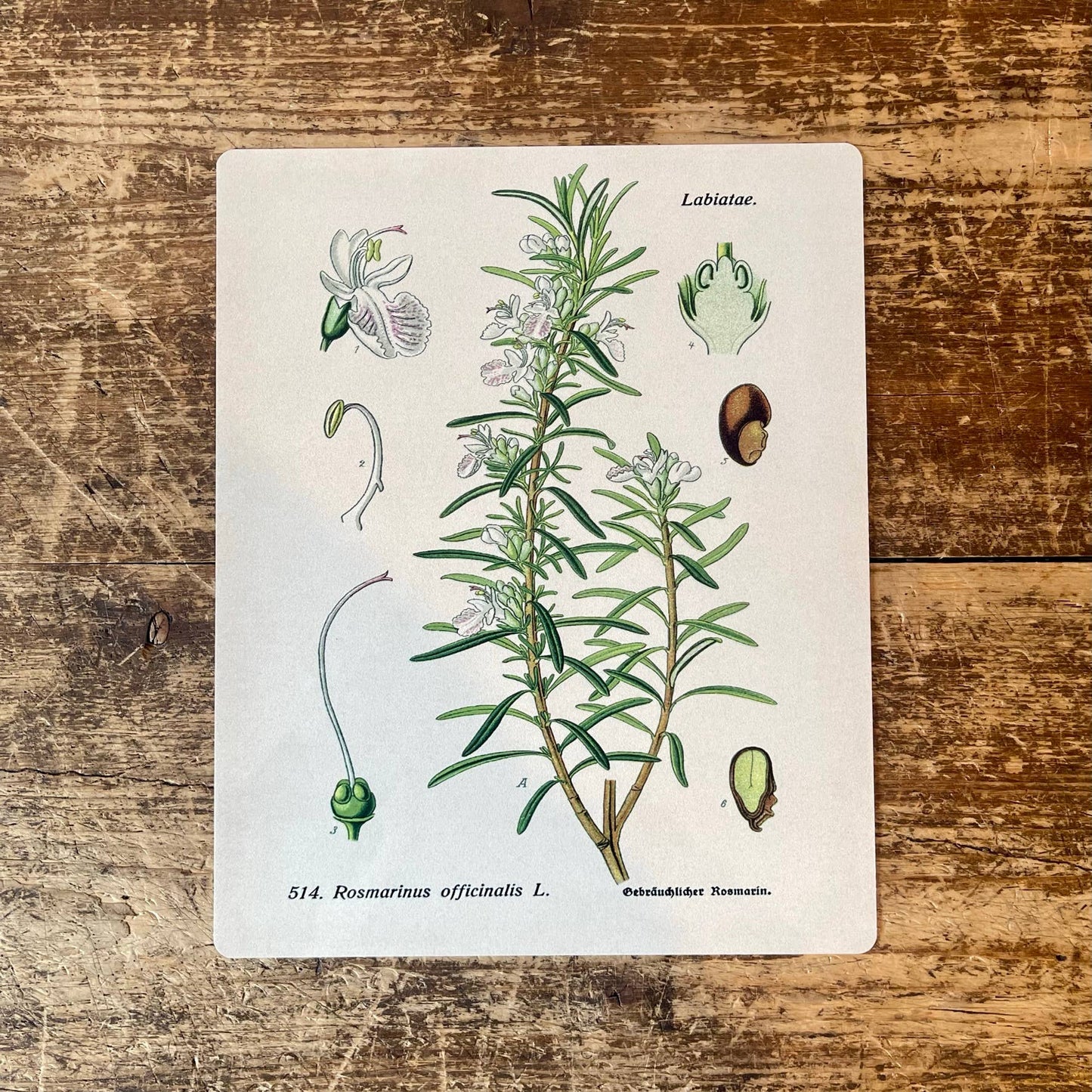 Rosemary Herb flowers Botanical Metal sign