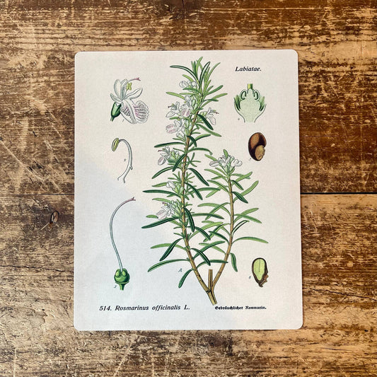 Rosemary Herb flowers Botanical Metal sign