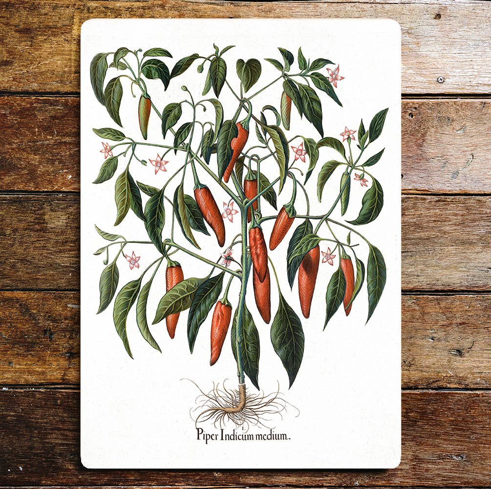 Piper Indicum Medium Red Chilli Metal Sign Plaque