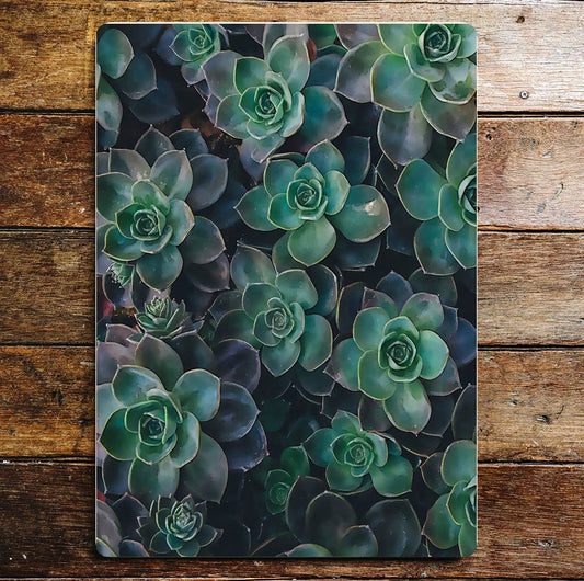 Cactus plants green lifestyle art | Metal Sign Plaque