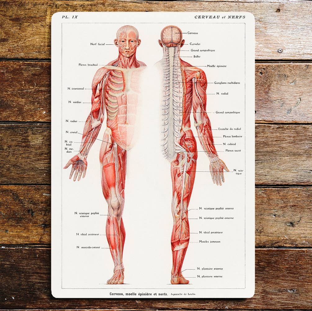 Full Information On Nerves of The Body | Metal Sign Plaque
