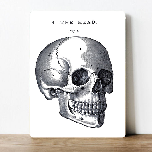 The Head, bone bones skull | Metal Sign Plaque