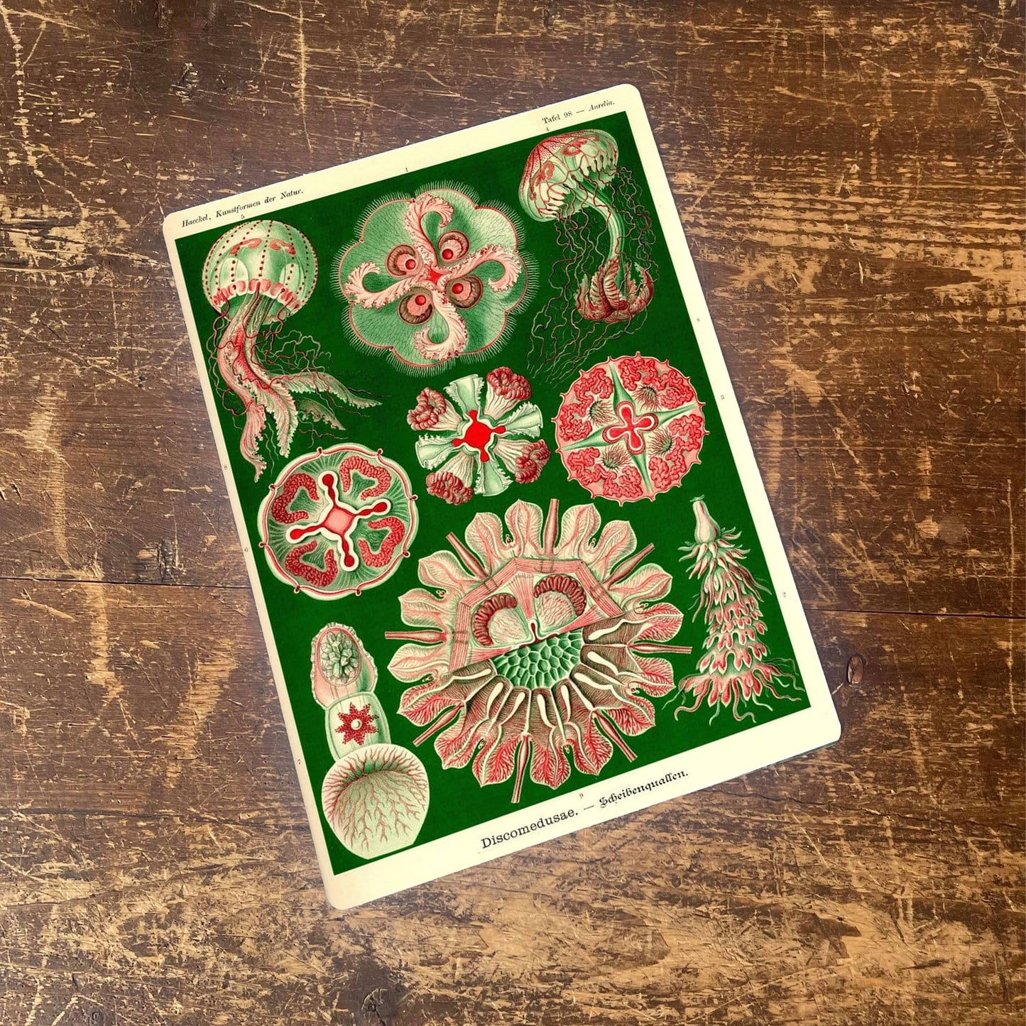 Ernst Haeckel Jelly fish Sea Green | Metal Wall Sign