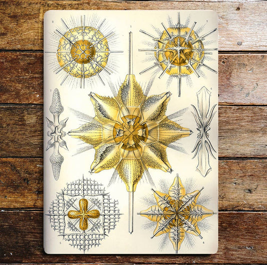 Gold Sea Life Star Creatures | Metal Sign Plaque